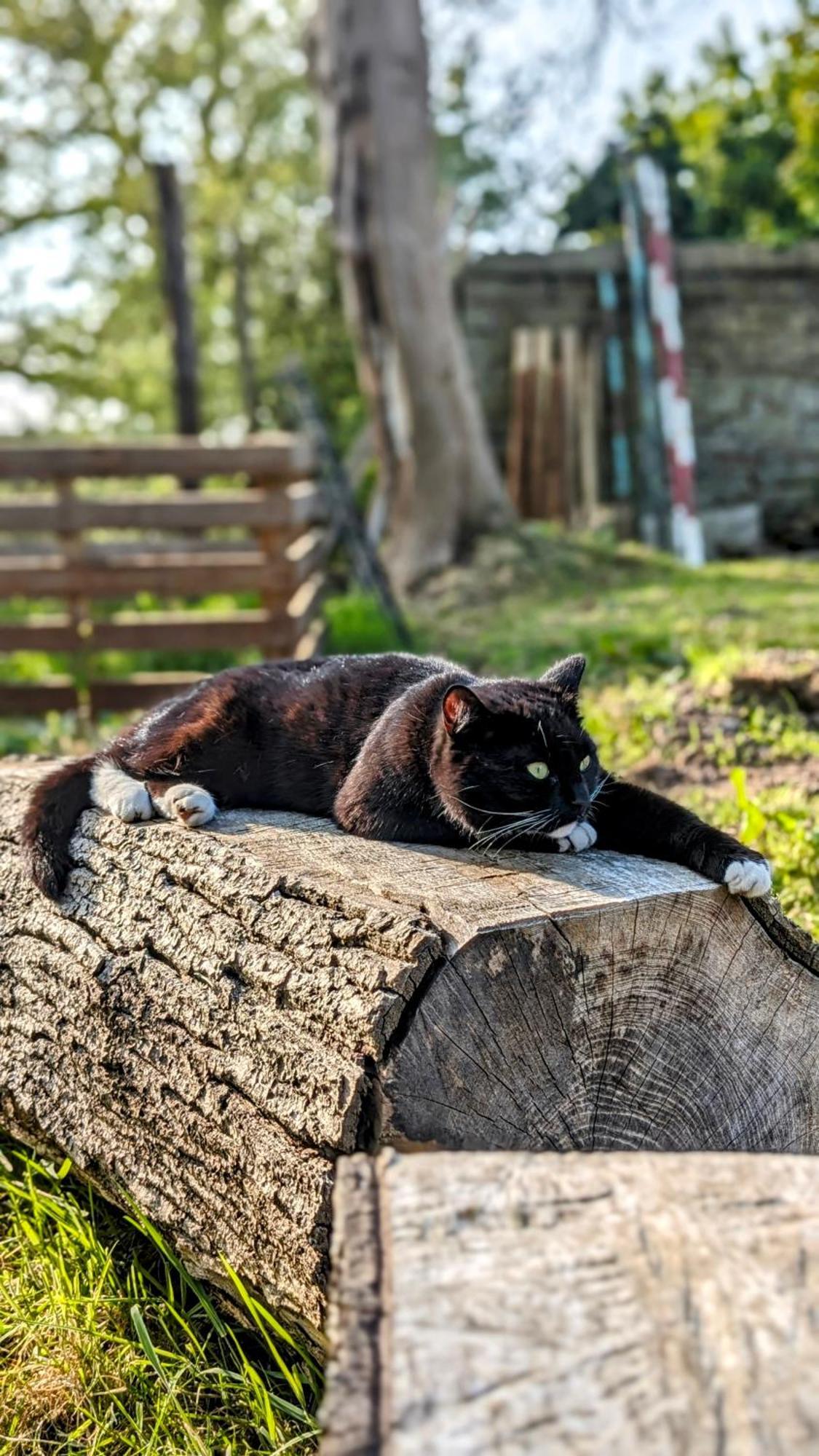 Willa Emlyn'S Coppice - Luxury Woodland Glamping Holywell  Zewnętrze zdjęcie